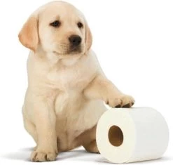 Scottex Toiletpapier - Kussenzacht Design Wc Papier - 84 Rollen 10 Scottex Toiletpapier - Kussenzacht Design Wc Papier - 84 Rollen -Leven Producten Winkel 1200x1142 3