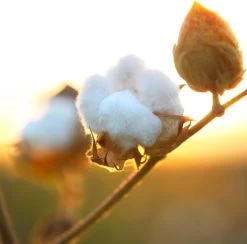 Air Wick Freshmatic Automatische Spray Luchtverfrisser - Pure Zachtheid Van Katoen Navulling - 3 Stuks - Voordeelverpakking -Leven Producten Winkel 1200x1183 6