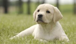 Page Toiletpapier - Eco - Duurzaam - 24 Rollen - Voordeelverpakking -Leven Producten Winkel 1200x697