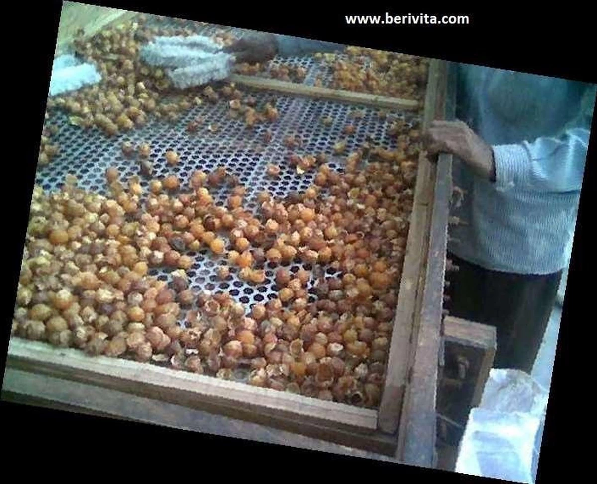 Wasnoten Start 150gr Met Waszakje - Zeepnoten - Natuurlijk Wassen 8 Wasnoten Start 150gr Met Waszakje - Zeepnoten - Natuurlijk Wassen - Afbeelding 6