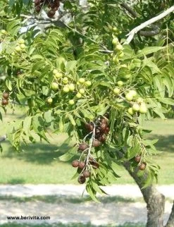 Wasnoten 750gr Met Waszakje - Zeepnoten - Natuurlijk Wassen 13 Wasnoten 750gr Met Waszakje - Zeepnoten - Natuurlijk Wassen -Leven Producten Winkel 920x1200