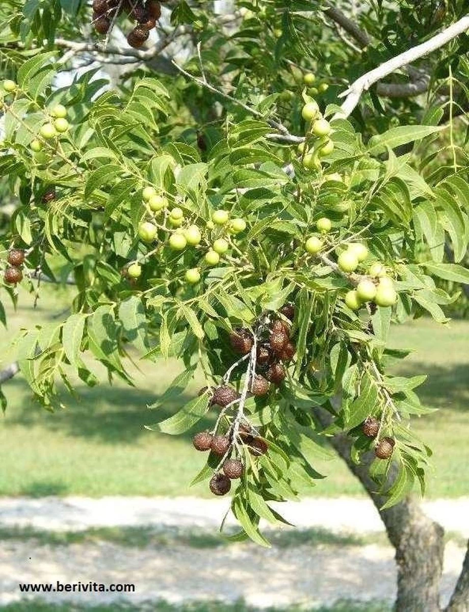 Wasnoten 750gr Met Waszakje - Zeepnoten - Natuurlijk Wassen 6 Wasnoten 750gr Met Waszakje - Zeepnoten - Natuurlijk Wassen - Afbeelding 4